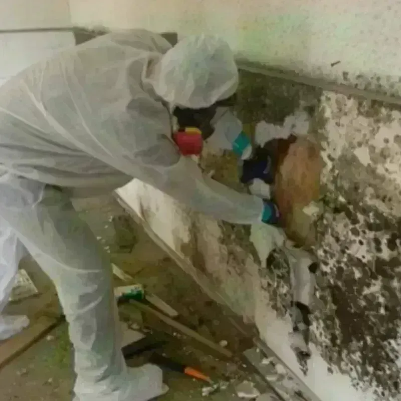 Mold Remediation and Removal in Titus County, TX